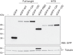 Figure 4—figure supplement 1.