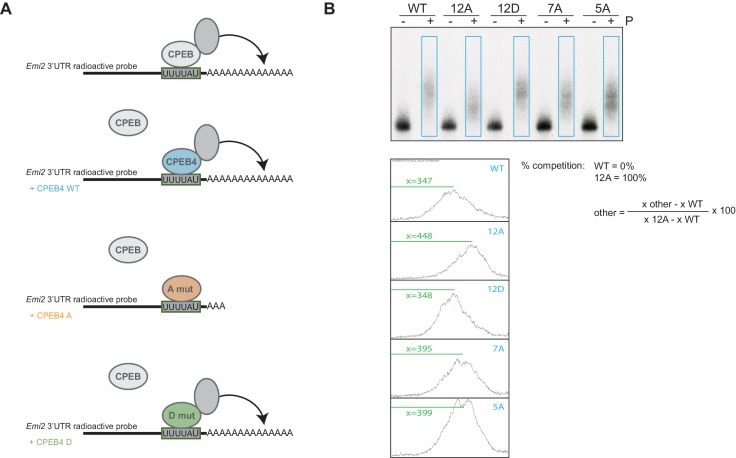 Figure 3—figure supplement 1.