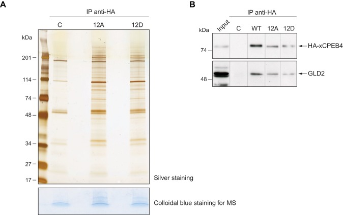 Figure 3—figure supplement 4.