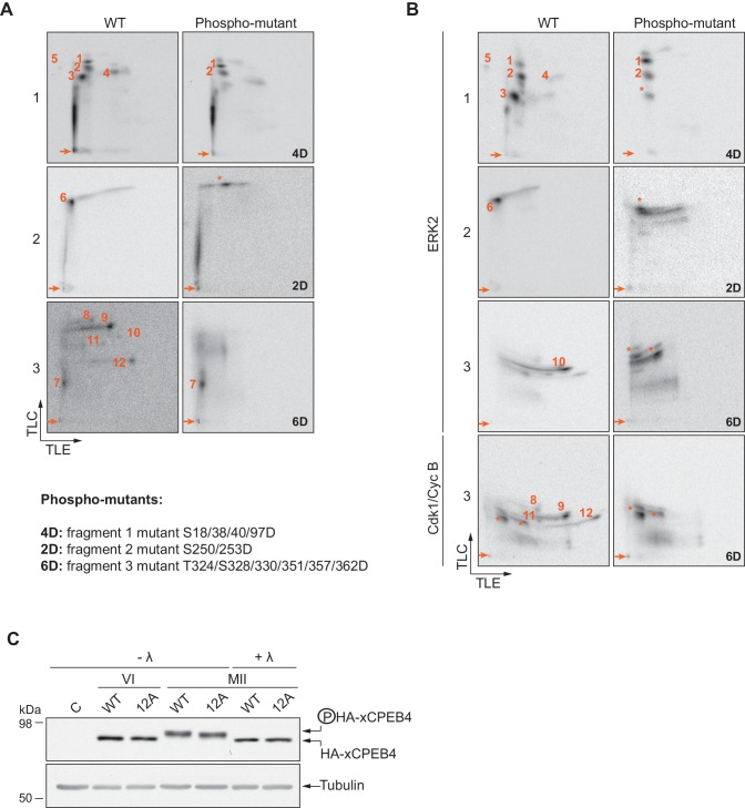 Figure 2—figure supplement 4.