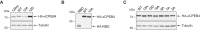 Figure 3—figure supplement 2.