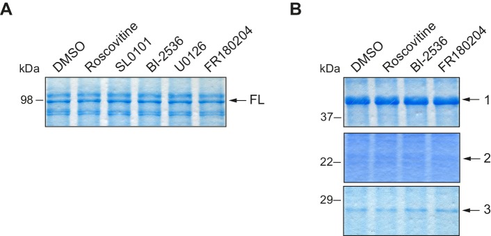 Figure 2—figure supplement 1.