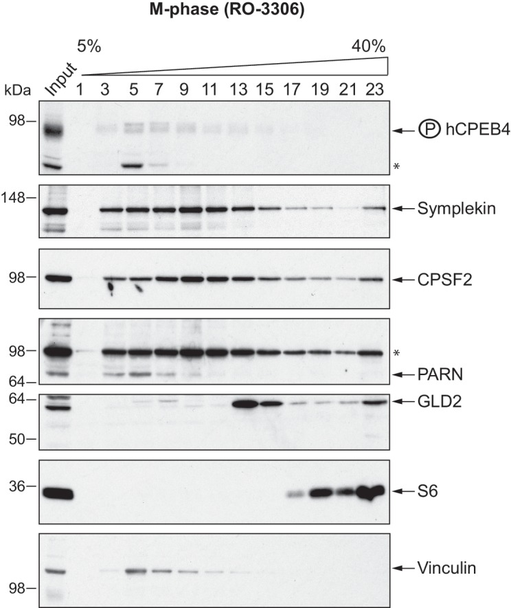 Figure 6—figure supplement 2.