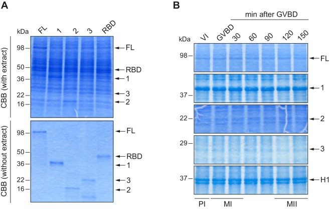 Figure 1—figure supplement 1.