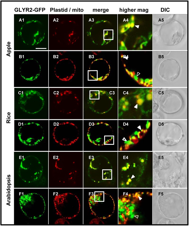 FIGURE 4