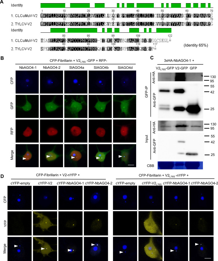 Figure 7—figure supplement 4.