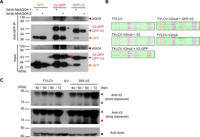 Figure 7—figure supplement 1.