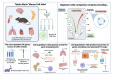 Graphical Abstract