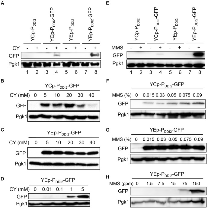 FIGURE 4