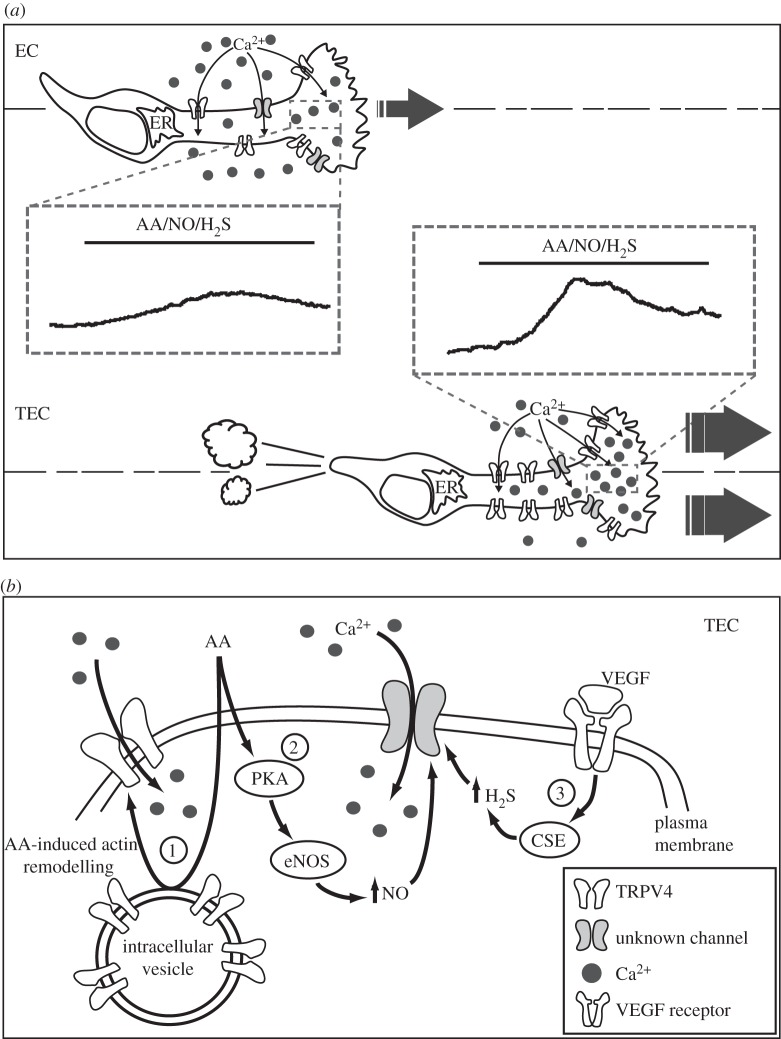 Figure 1.