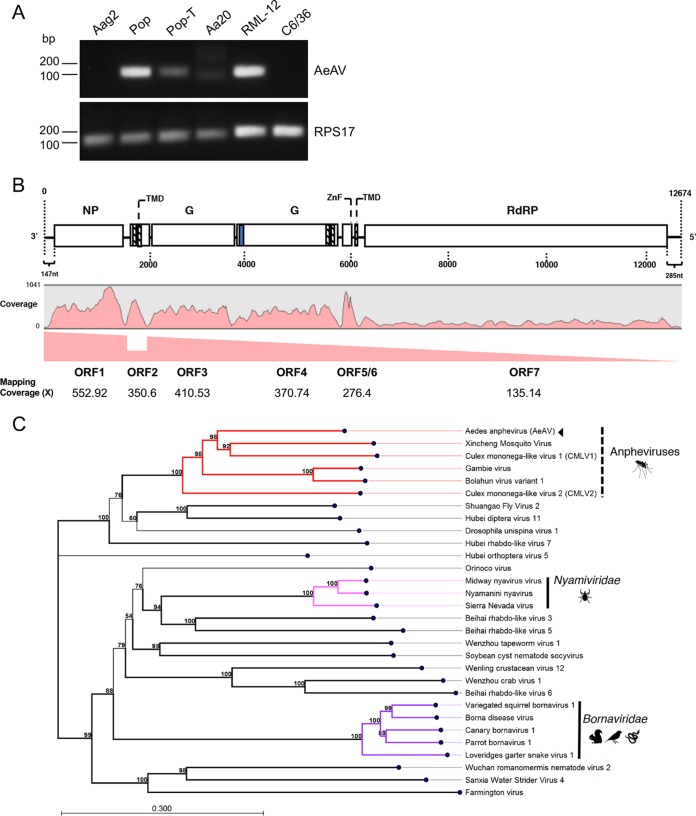 FIG 1