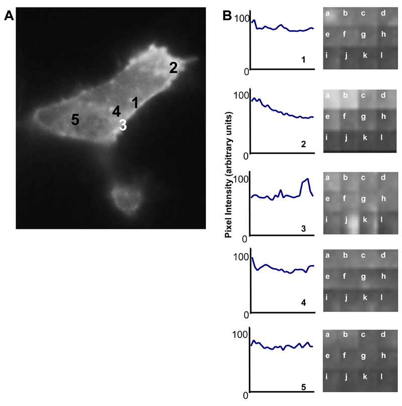 Fig. 4