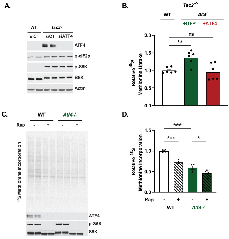 Figure 5—figure supplement 1.