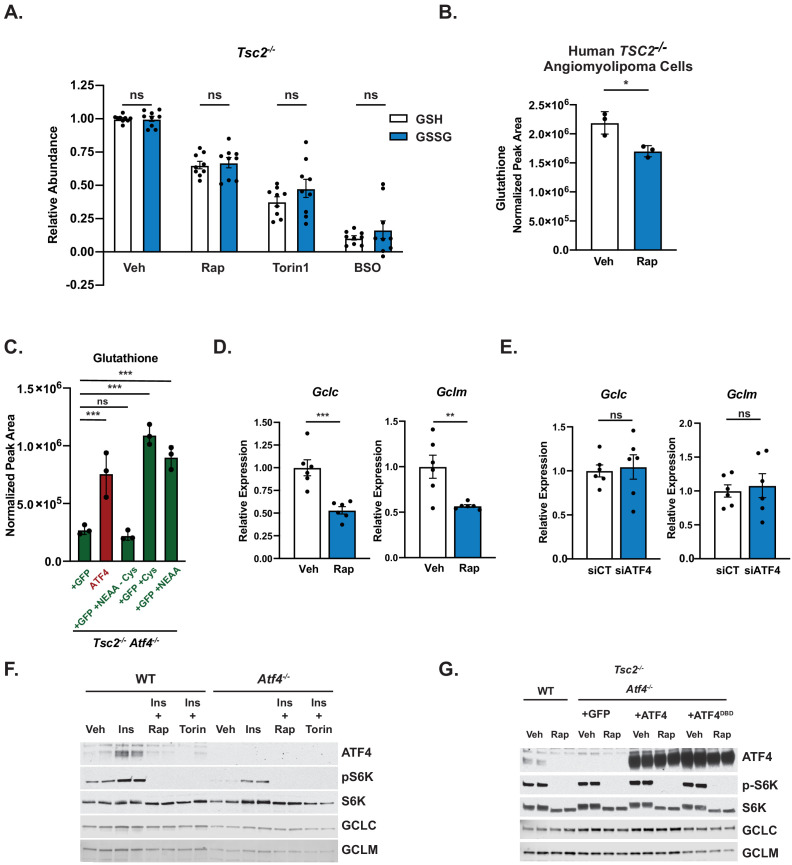 Figure 7—figure supplement 1.