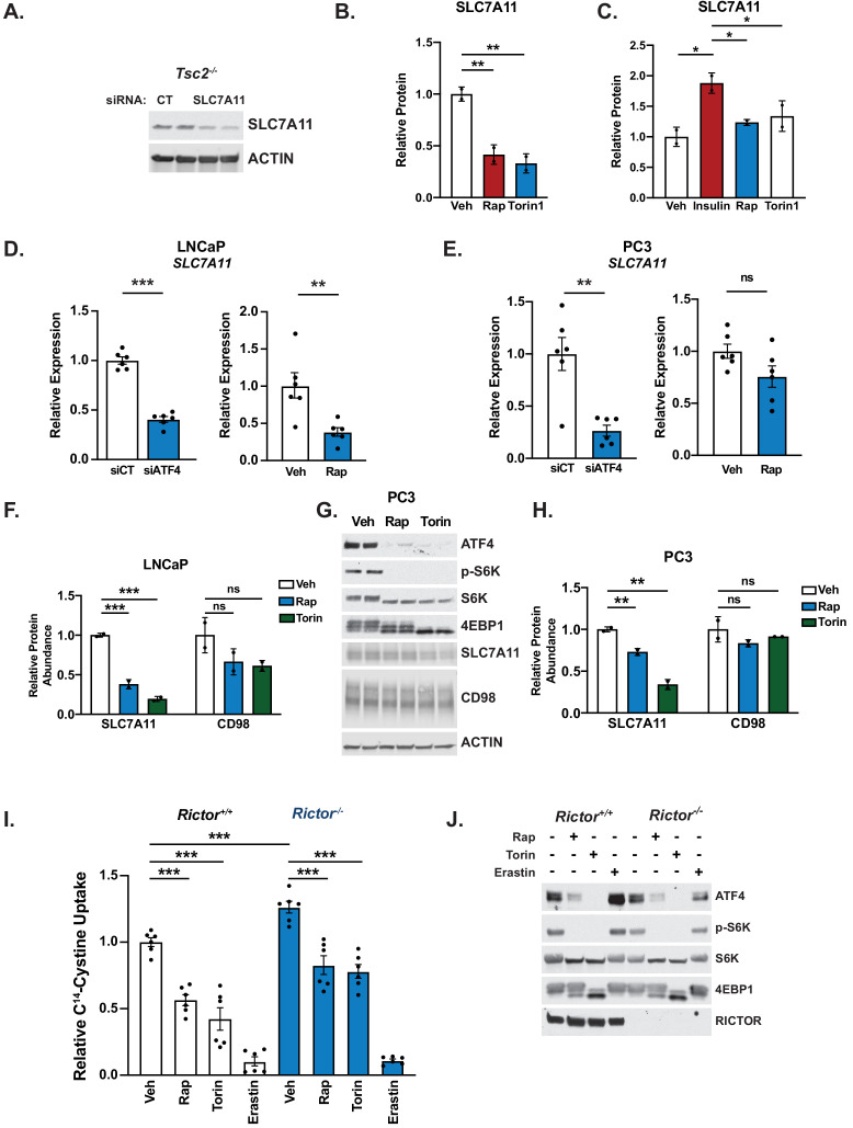 Figure 6—figure supplement 1.