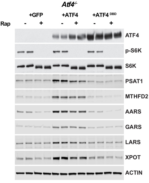 Figure 4—figure supplement 1.