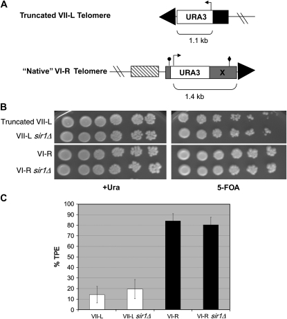 Figure 1.—