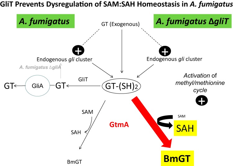 FIG 6