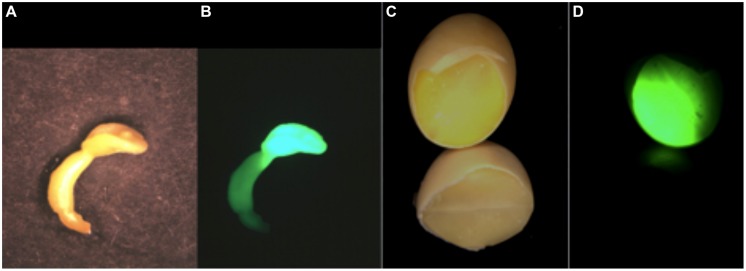 FIGURE 3