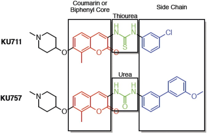 Structures for KU711 and KU757 demonstrating the coumarin or biphenyl core common to both compounds. KU711 has a thiourea while KU757 has a urea linking to the side chain.