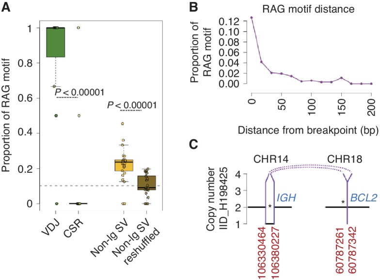 Figure 6. cHL SVs are enriched for RAG motifs. A, Proportion of RAG motif-enriched SVs across SVs within the VDJ (VDJ), SVs within the class switch recombination (CSR), SVs outside of the immunoglobulin genes (Non-Ig SV), and reshuffling all the nonimmunoglobulin SVs across the genome (Non-Ig SV reshuffled). The gray dashed line represents the genomic background rate of RAG motifs. Each dot represents the proportion of RAG-positive breakpoints for each patient. B, The proportion of SV with an RSS (RAG) motif as a function of distance from their breakpoint. C, Example of a likely RAG-mediated BCL2::IGH translocation in one HL case.