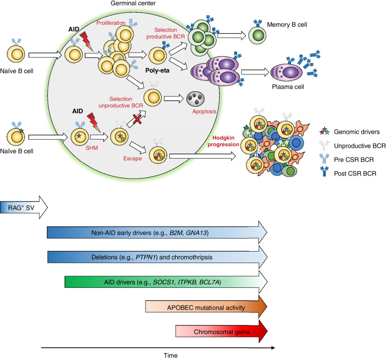 Figure 7. Proposed model of the molecular timing of events leading to classic Hodgkin lymphoma. Our data suggest that the initiating event in cHL can occur in a naïve B-cell prior to entry in the germinal center as evidenced by potential RAG-mediated SVs. Other early events include alterations in non–AID-mediated drivers such as B2M and GNA13 as well as deletions in PTPN1 and chromothripsis. In the GC, the premalignant cell undergoes somatic hypermutation without finalizing its maturation for unproductive BCR in most cases. Acquisition of AID-mediated events in off-target genes is not limited to early phases of cancer development, and it might be proceeded by other drivers. APOBEC mutational activity and chromosomal gains are both present in cHL and occur as intermediate/late events in cHL pathogenesis.