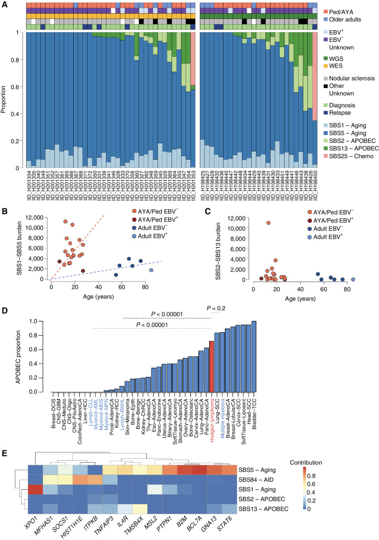 Figure 2. Mutational signatures in cHL. A, Contribution of mutational signatures across 25 and 36 cHL cases with available WGS and WES data, respectively. B and C, Linear regression showing the association between age and SBS1/SBS5 mutational burden (top) and SBS2/SBS13 (bottom) among the 25 cases evaluated by WGS. D, Proportion of patients with any APOBEC activity across cHL and other cancers included in the PCAWG and MM WGS studies. cHL is highlighted in red, and other hematologic cancers in blue. E, Mutational signatures contribution among all coding mutations occurring within recurrently mutated driver genes with at least 10 SBS (n = 61 cases evaluated by either WGS or WES).