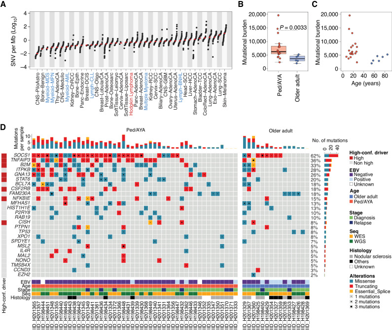 Figure 1. cHL mutational landscape. A, WGS mutational burden comparison between cHL (this study) and other cancers included in the PCAWG (n = 2,780) and in MM (n = 71) WGS studies. cHL is highlighted in red, and other hematologic cancers in blue. For each cancer type other than cHL, the total SNV mutational burden was taken from publicly available data (13, 92). The median of each tumor type is annotated with a red line. Tumors are presented in ascending order based on the median mutational burden. B, Whole-genome mutational burden comparison between Ped/AYA (n = 19) and older adults with cHL (n = 6). P value was calculated using the Wilcoxon rank-sum test. Boxplots show the median and interquartile range. C, Correlation between mutational burden and age among Ped/AYA (n = 19, red dot) and older adult (n = 6, blue dot) cases evaluated by WGS. D, Oncoplot summarizing the 26 mutated driver genes/hot spots across 61 cHL patients with available WGS or WES data. A high-confidence driver is defined as a gene that was extracted by at least two of the three driver discovery tools used (OncodriveFML, MutSigCV, and dndscv).