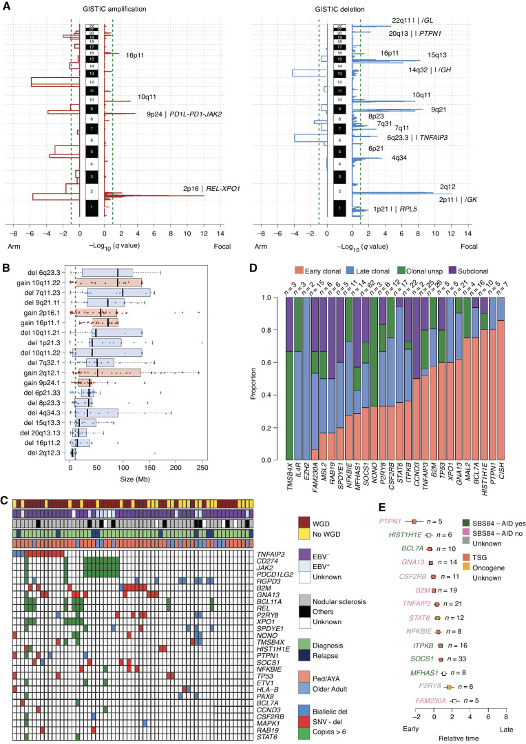 Figure 3. CNA in cHL. A, Significant CNA GISTIC2.0 peaks and involved genes. B, Size of all CNAs involving GISTIC peaks. The gray dashed line represents 10 Mb, and the threshold used to differentiate focal and large events. Black bars represent the standard error of the mean. C, Heat map summarizing biallelic events and high-level gains (>6 copies) involving driver genes extracted by GISTIC (n = 21) and by dndscv (n = 26) in at least two cases. D, Proportion of early clonal (duplicated clonal mutations within duplicated copy number), clonal unsp. (unspecified, clonal mutations within diploid or deleted copy-number segments), late clonal (nonduplicated clonal mutations within duplicated copy-number segment), subclonal mutations in cHL driver genes. E, Chronological order of mutations in 14 cHL driver genes observed in 5 or more patients. Relative order of mutation acquisition is based on pairwise precedence among driver genes and their relative timing (from D) shown in the Bradley–Terry plot. X axis reflects the relative order of acquisition combining all cases. Red dots indicate the point estimate and black lines indicate 95% confidence intervals of gene ordering in time. Genes are positioned along the y-axis on the basis of their relative order. Because this analysis is based on pairwise precedence among driver genes, not all mutations involving driver genes were included. For example, if gene A is earlier than B in one patient, both mutations will be included in the model. In contrast, if in a patient it is impossible to define the chronological order of A and B, these mutations will not be included. Asterisks represent genes involved by SHM (i.e., significant ratio between coding and noncoding mutations; Supplementary Table S11). Genes with less than 10 SBS were not included in the individual driver gene SBS signature analysis and are reported as “unknown.”