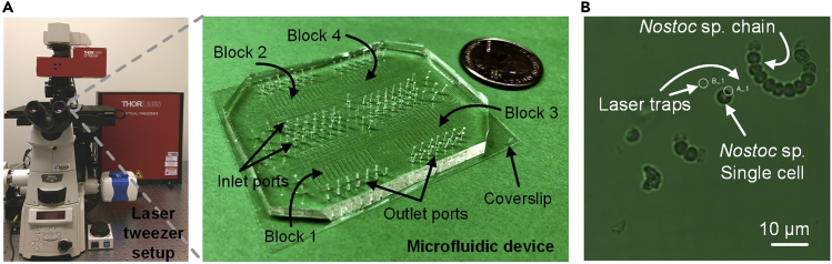 Figure 1