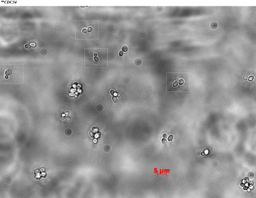 Supplement to Figure 2C