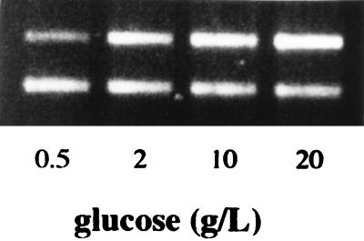 FIG. 5