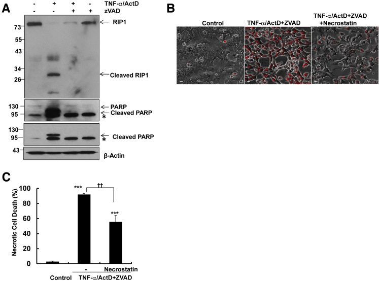 Figure 6