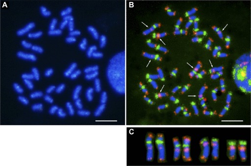 FIG. 7.—