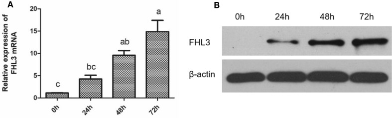 Fig. 5