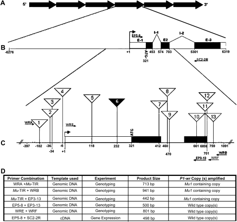 Figure 1.—