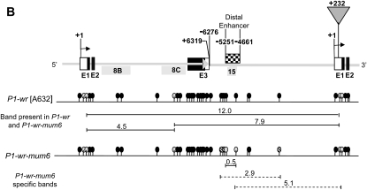 Figure 5.—