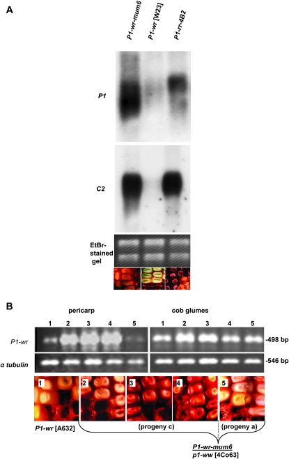 Figure 4.—