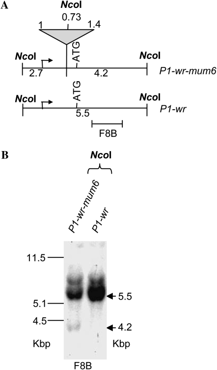 Figure 2.—