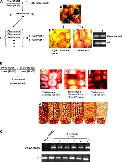 Figure 3.—