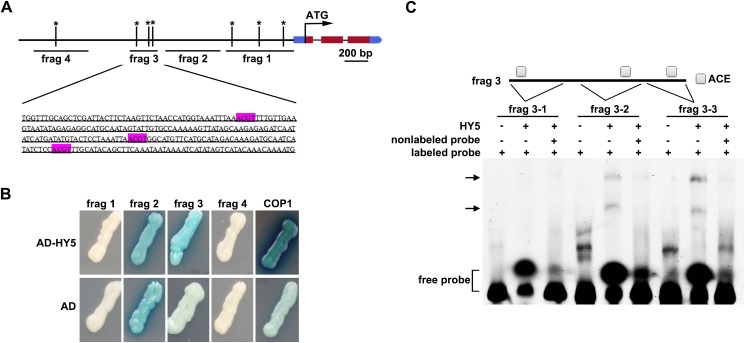 Fig 5