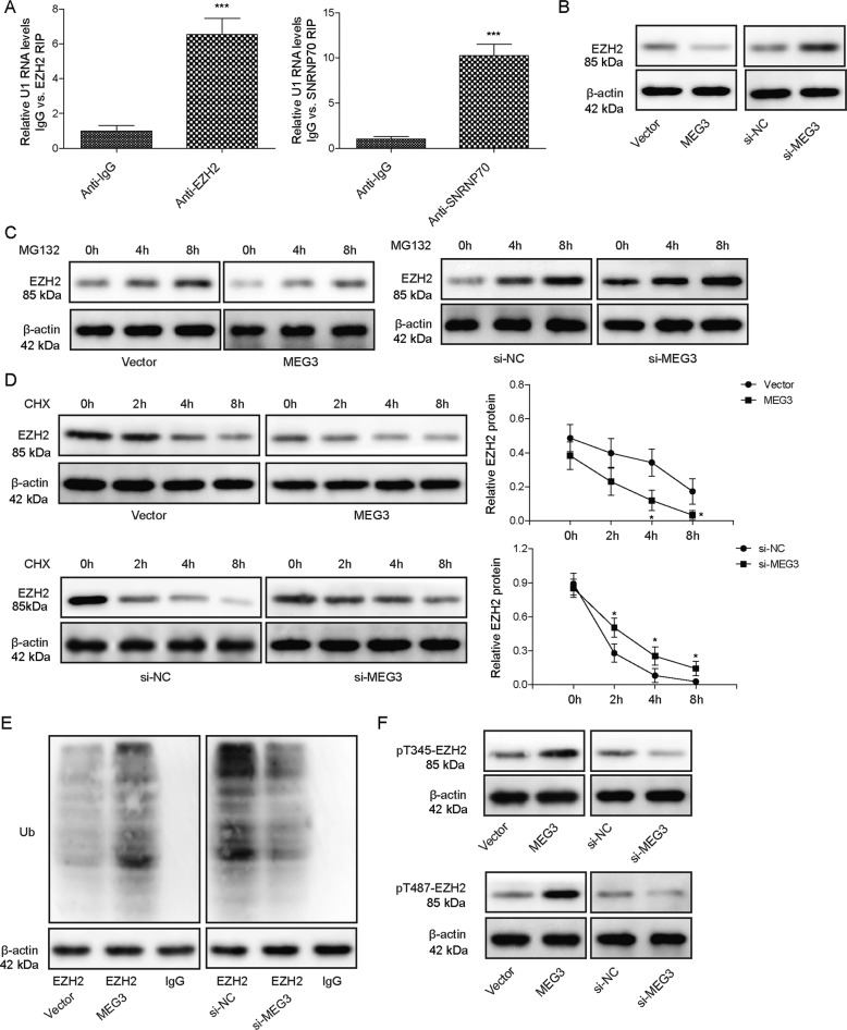LncRNA MEG3 up-regulates SIRT6 by ubiquitinating EZH2 and alleviates ...