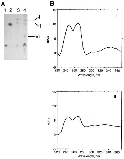 FIG. 5