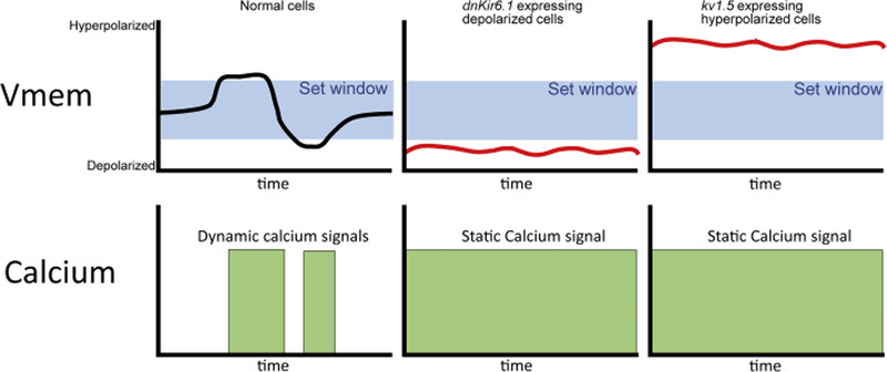 Figure 4: