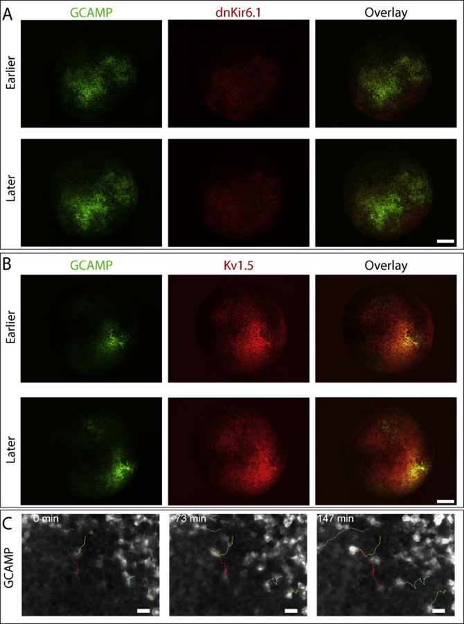 Figure 2: