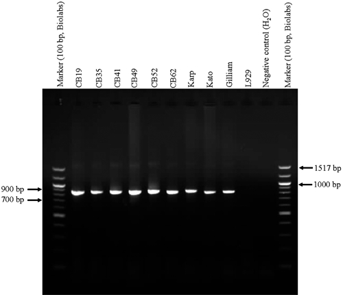 Figure 4.