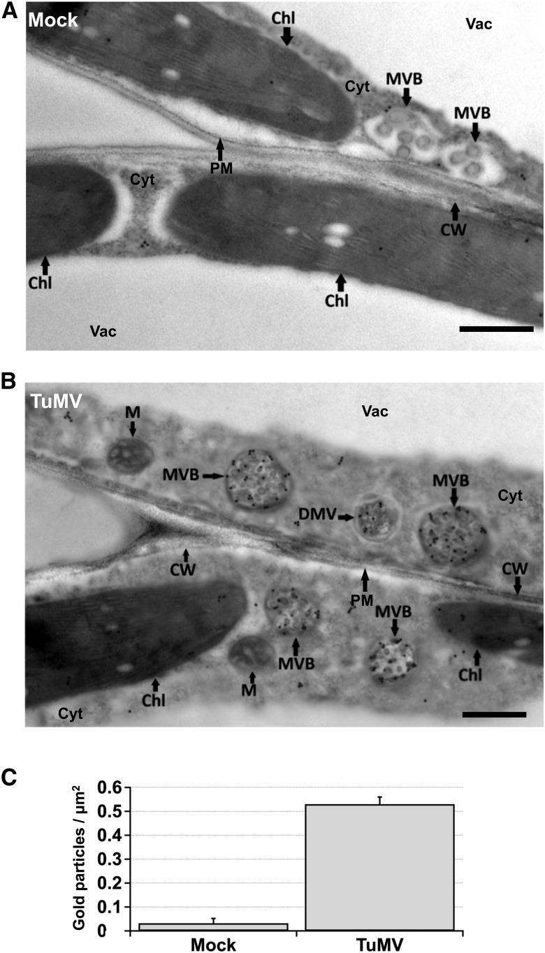 Figure 11.