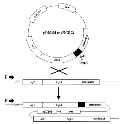 FIG. 1