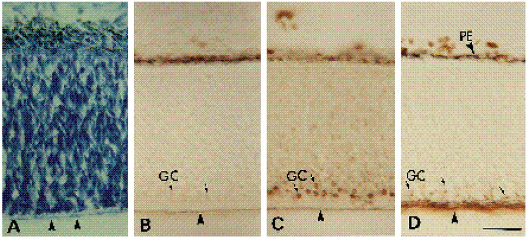 Fig. 8