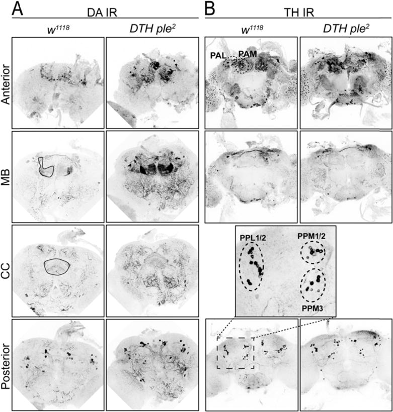 Fig. 2